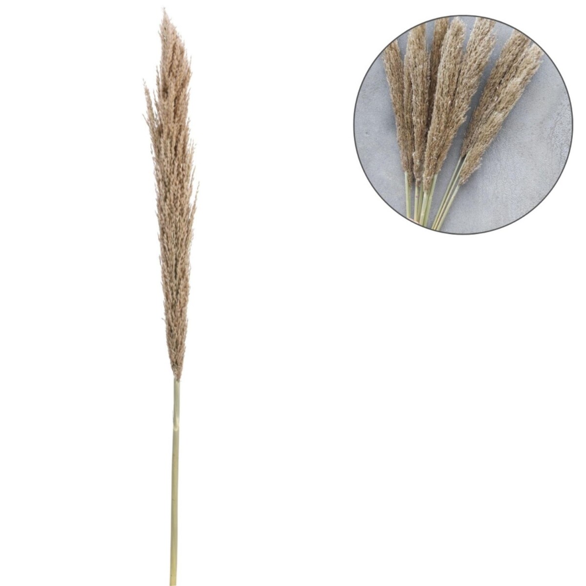 Pampasgras, gedroogde bloemen, naturel | box