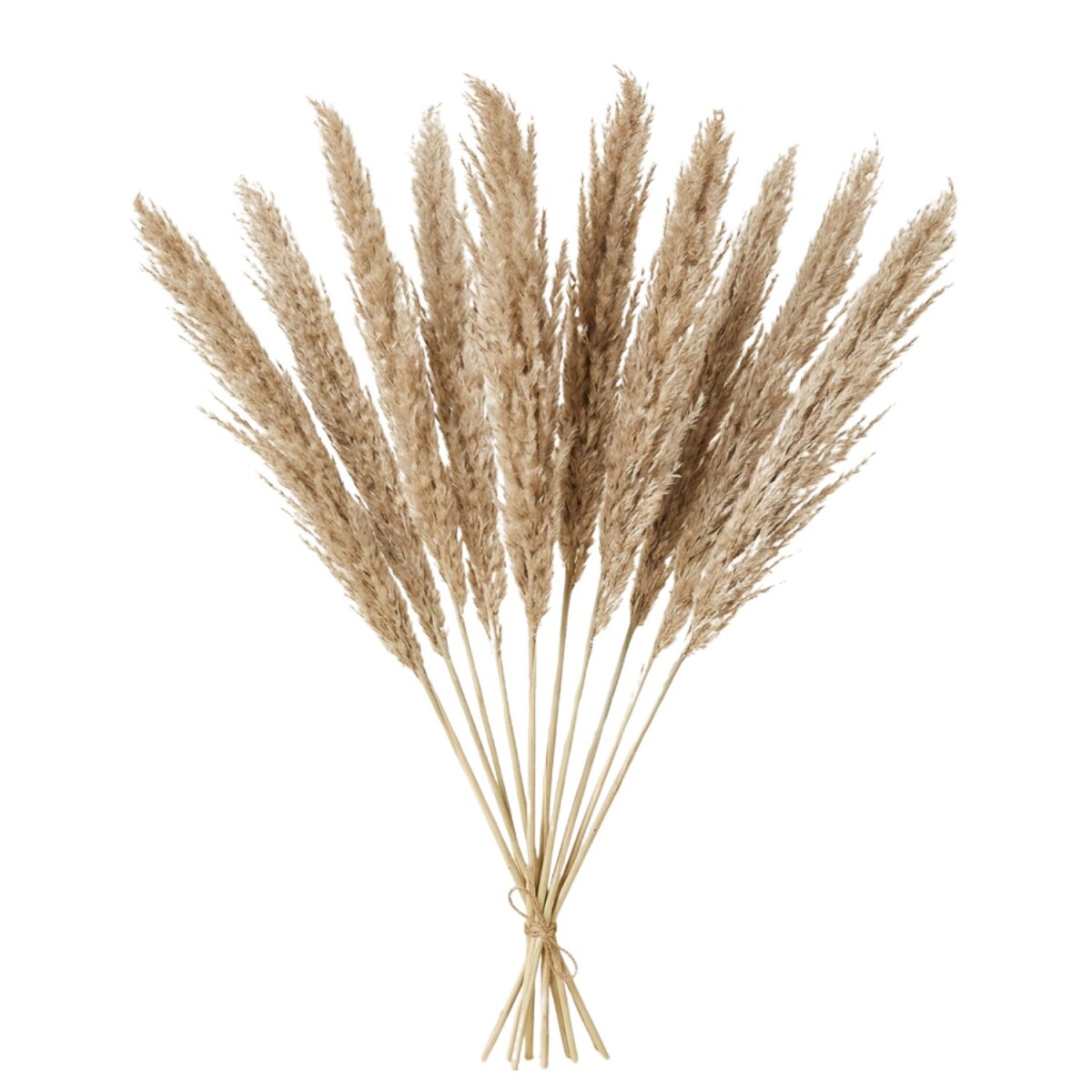 Pampasgras gedroogde bloemen naturel, se box